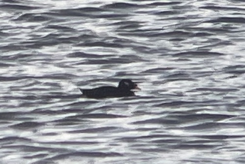 Negrón siberiano (Melanitta stejnegeri)