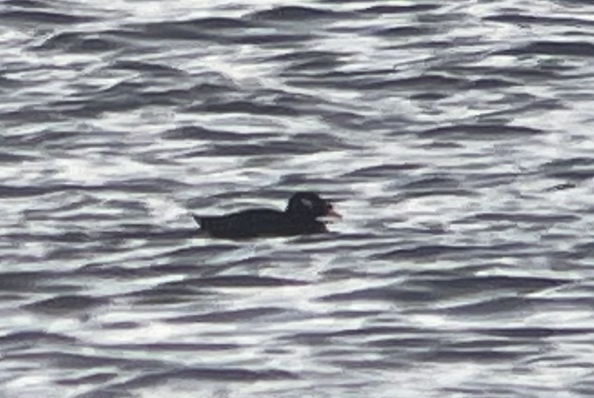 Stejneger's Scoter
