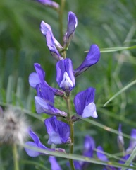 Vicia onobrychioides