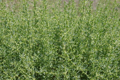 Sclerolaena muricata
