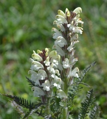 Pedicularis comosa