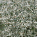 Sclerolaena birchii - Photo (c) coenobita,  זכויות יוצרים חלקיות (CC BY), הועלה על ידי coenobita