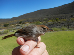 Cisticola subruficapilla