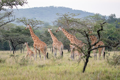 Giraffa camelopardalis rothschildi