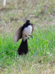 Rhipidura leucophrys