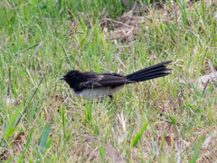 Rhipidura leucophrys