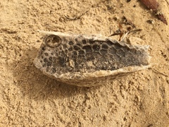Lactoria diaphana