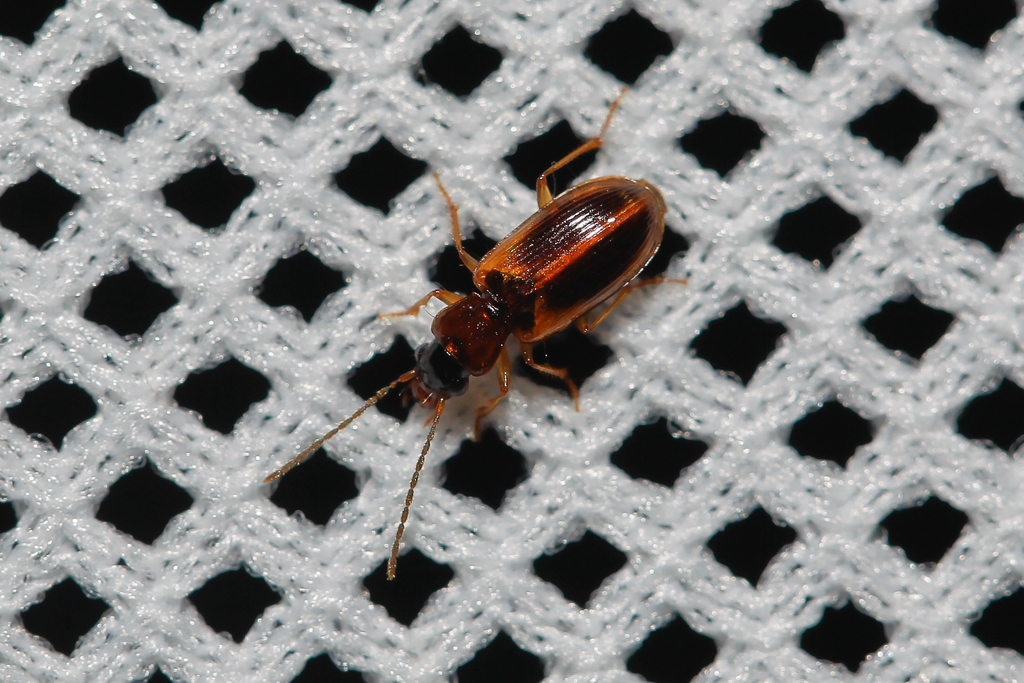 Anthracus