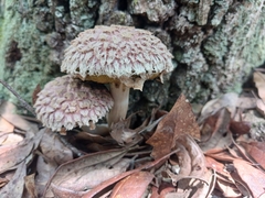 Boletellus ananas image