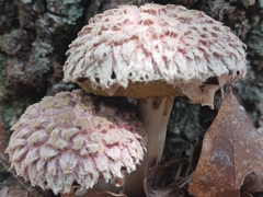 Boletellus ananas image