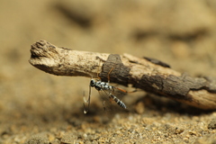 Glabridorsum stokesii