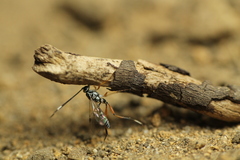 Glabridorsum stokesii