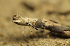 Glabridorsum stokesii