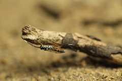 Glabridorsum stokesii