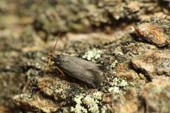 Lecithocera micromela