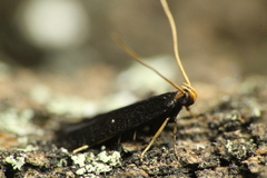 Lecithocera micromela