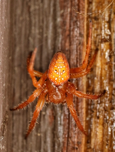 Araneus iviei