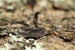 Lecithocera micromela