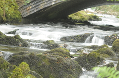 Cinclus cinclus gularis