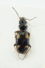 Bembidion quadrimaculatum