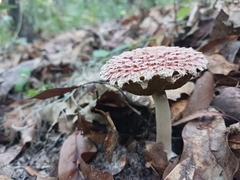 Boletellus ananas image