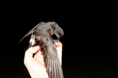 Hydrobates pelagicus