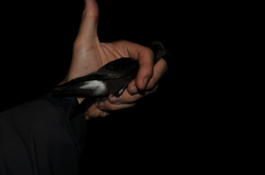 Hydrobates pelagicus