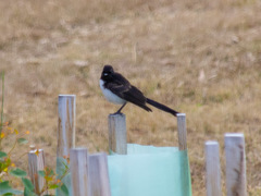 Rhipidura leucophrys