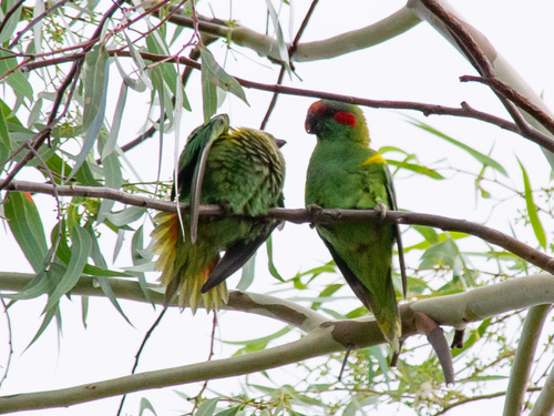 Musk Lorikeet (Trichoglossus concinnus)