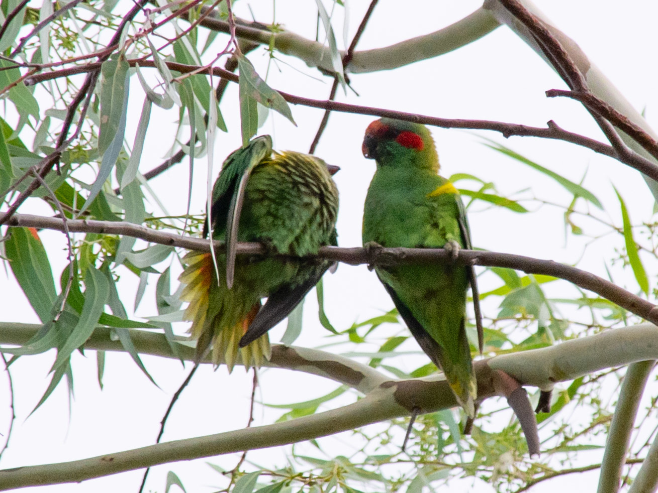 Musk Lorikeet illustration