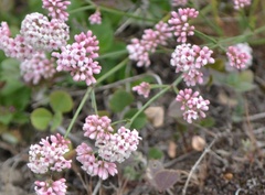 Asperula aristata