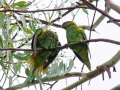 Glossopsitta concinna