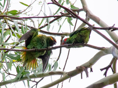 Glossopsitta concinna