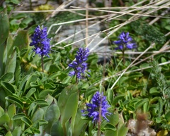 Veronica allionii