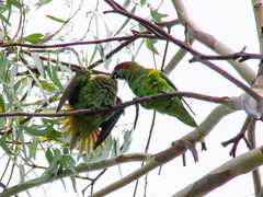 Glossopsitta concinna