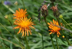 Crepis aurea