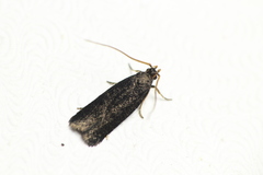 Lecithocera micromela