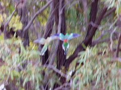 Psephotus haematonotus