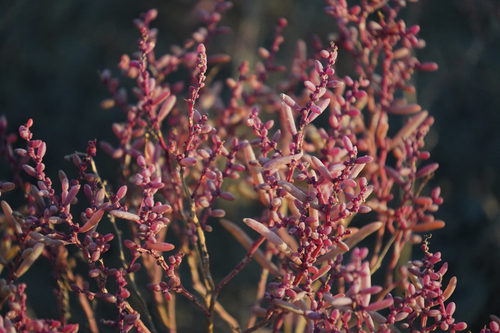 Suaeda japonica iNat (3)