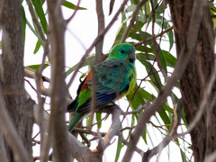 Psephotus haematonotus