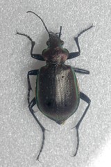 Calosoma inquisitor