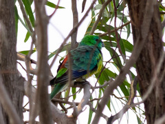 Psephotus haematonotus