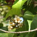 Warren's Mangosteen - Photo (c) coenobita, some rights reserved (CC BY), uploaded by coenobita