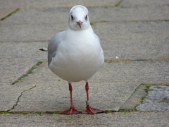 Chroicocephalus ridibundus