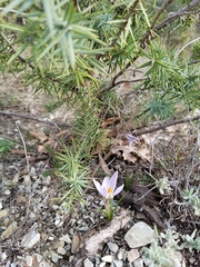 Crocus reticulatus