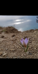 Crocus reticulatus
