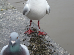 Columba livia domestica