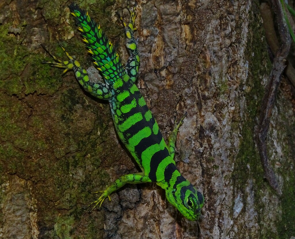 Green Thornytail Iguana from Montsinéry-Tonnégrande, French Guiana on