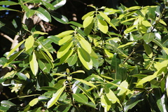 Calophyllum sil