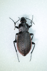 Carabus arvensis